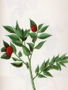 Vegetazione spontanea Ruscus aculeatus